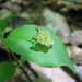 Euonymus obovatus - Photo (c) Pete and Noe Woods, כל הזכויות שמורות, uploaded by Pete Woods