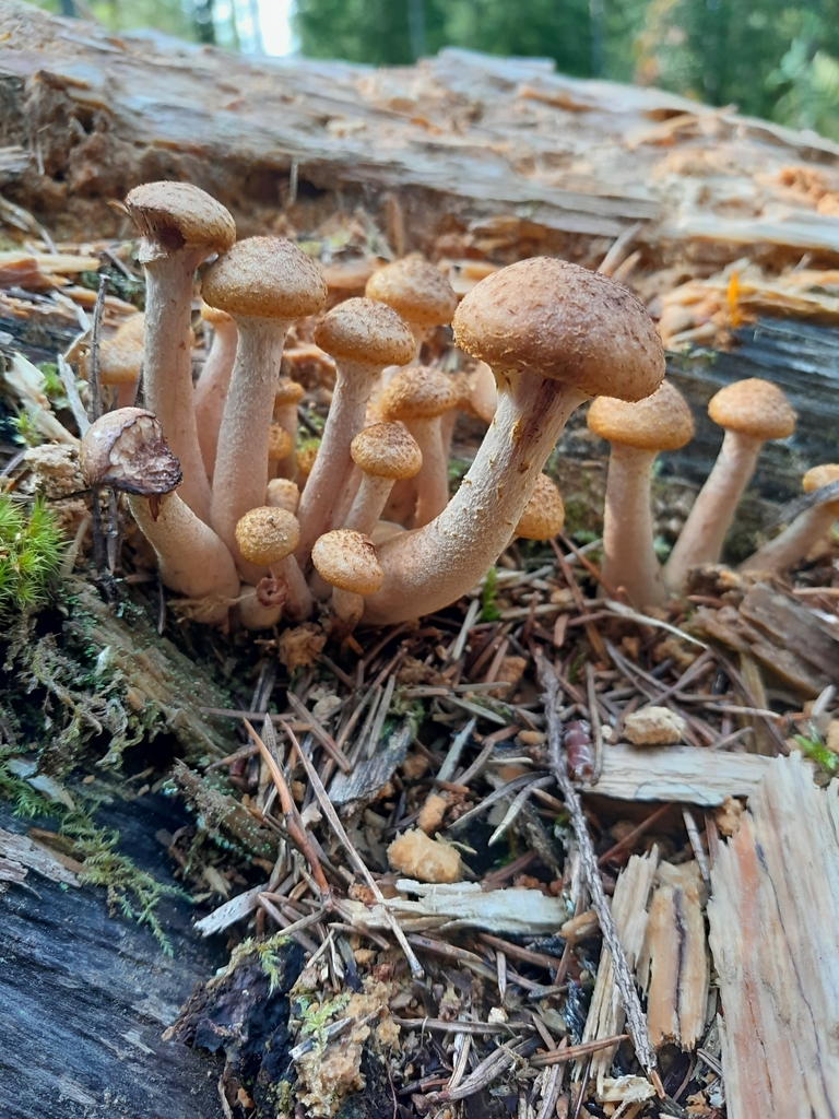 Northern Honey Fungus From Raseborg Finland On August