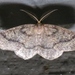 Curved-lined Looper Moth - Photo (c) John Ratzlaff, all rights reserved, uploaded by J. Allen Ratzlaff