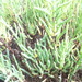 Square