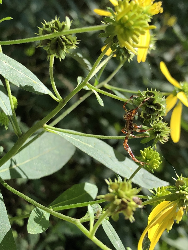 Marbled Orbweaver From Riverfell Ln Westerville OH US On September 1