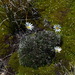 Celmisia laricifolia - Photo (c) David Lyttle, todos los derechos reservados, uploaded by David Lyttle