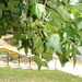 Square