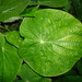 Square