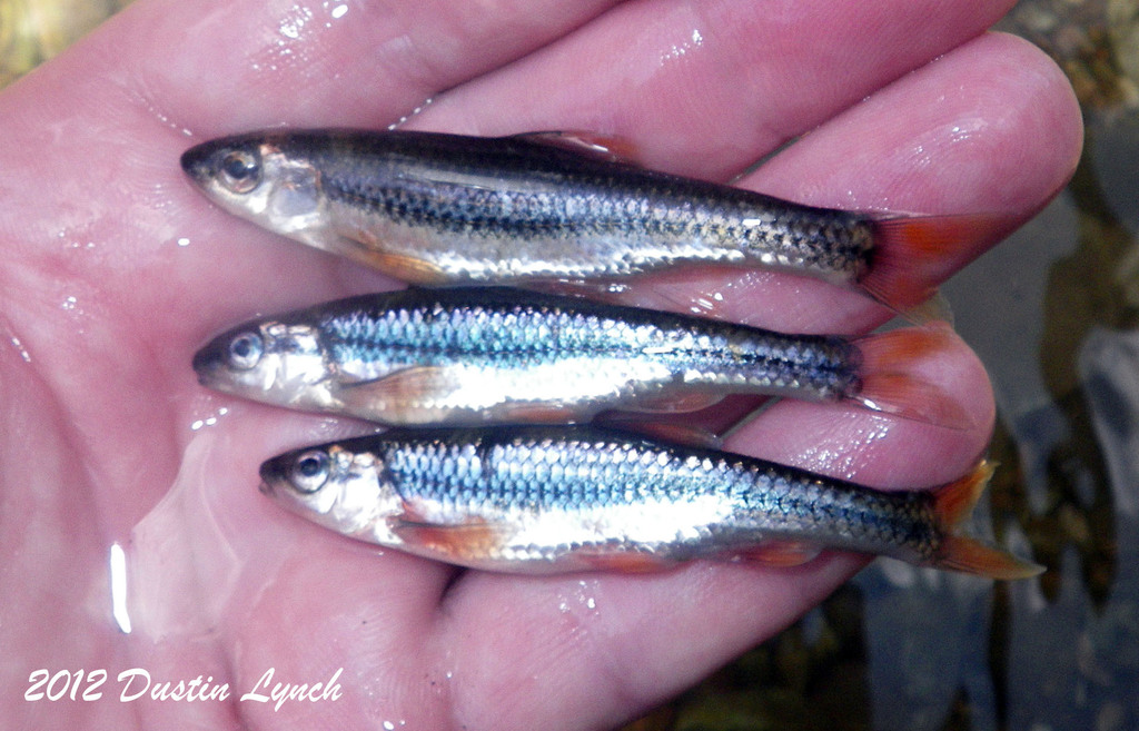 Ozark Minnow From Spavinaw Creek At Spring Valley Anglers Club Benton