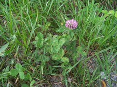 Small
