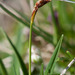 Bird's-foot Sedge - Photo (c) Tig, all rights reserved, uploaded by Tig