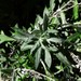 Artemisia ludoviciana albula - Photo (c) Jay Keller, todos os direitos reservados, uploaded by Jay L. Keller
