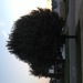 Square