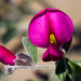 Chaparral Pea - Photo (c) BJ Stacey, all rights reserved