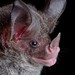 Stripe-headed Round-eared Bat - Photo (c) Jose G. Martinez-Fonseca, all rights reserved