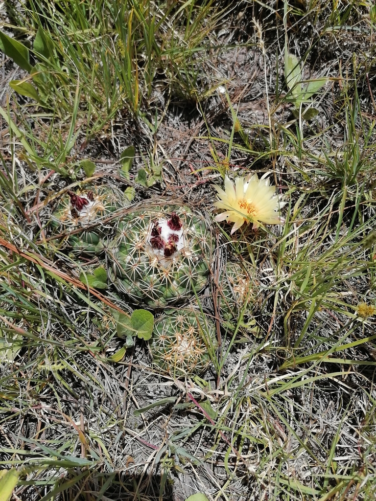 Coryphantha elephantidens bumamma from Santiago Yolomécatl Oax