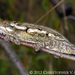Namaqua Dwarf Chameleon - Photo (c) Chris Anderson, all rights reserved, uploaded by Chris Anderson