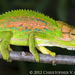 Cape Dwarf Chameleon - Photo (c) Chris Anderson, all rights reserved