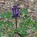 Arroyo Lupine - Photo (c) Jay Keller, all rights reserved, uploaded by Jay L. Keller