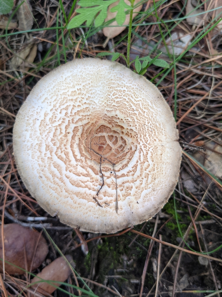 Field And Button Mushrooms In September By Michelle C Torres