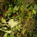 Square
