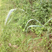 Elymus riparius - Photo (c) lward, todos los derechos reservados, subido por lward