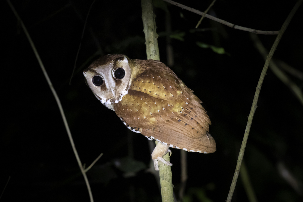 Oriental Bay Owl From Huai Mae Priang Kaeng Krachan District