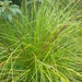 Carex virgata - Photo (c) Nick Saville, all rights reserved, uploaded by Nick Saville