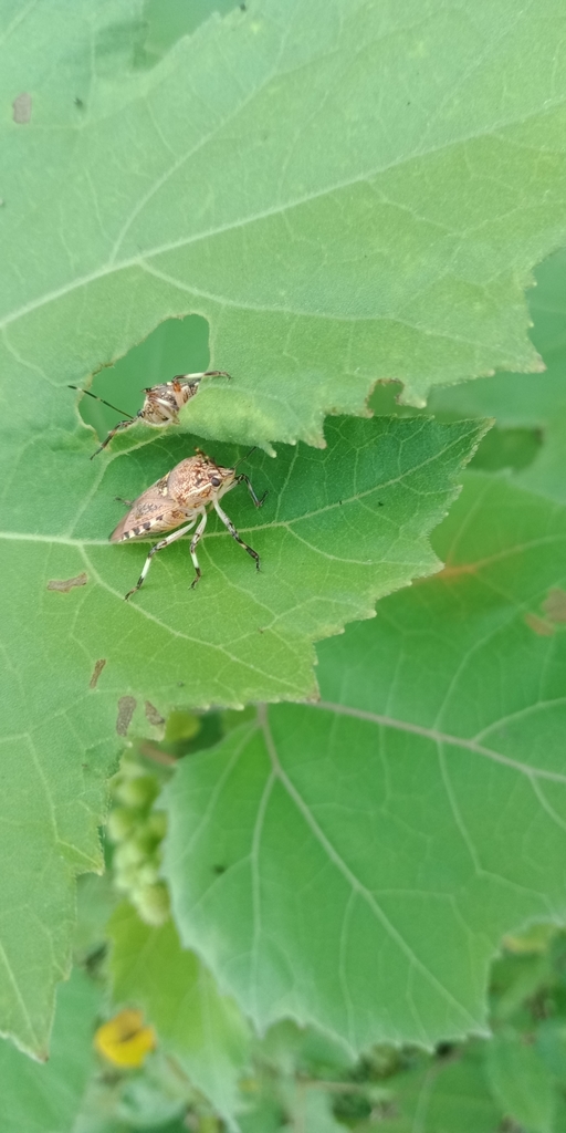 Pentatomomorph Bugs From Bhikampur Uttarakhand 262311 India On 25