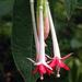 Fuchsia boliviana alba - Photo (c) Tim Steven, todos los derechos reservados, uploaded by Tim Steven