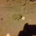 Square