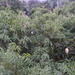 Square