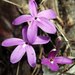 Pseuderanthemum praecox - Photo (c) Manuel Lemus Kourchenko, todos os direitos reservados, uploaded by Manuel Lemus Kourchenko
