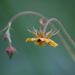Geum × intermedium - Photo (c) Tig, all rights reserved, uploaded by Tig