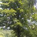 Square