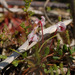 Small Bog Cranberry - Photo (c) Tig, all rights reserved, uploaded by Tig