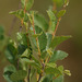 Betula humilis - Photo (c) Tig, todos os direitos reservados, uploaded by Tig