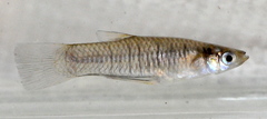 Poeciliopsis turrubarensis image
