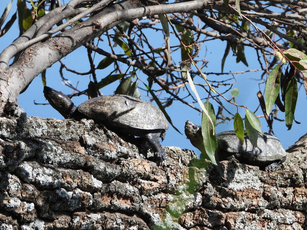 Mexican Mud Turtle From Michoac N Mx On September At Am