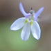 Lobelia xalapensis - Photo (c) venada, todos los derechos reservados, uploaded by venadajuanz