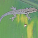 Lygodactylus chobiensis - Photo (c) Paul Freed, todos los derechos reservados, uploaded by Paul Freed