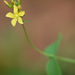 Pale St John's-Wort - Photo (c) Tig, all rights reserved, uploaded by Tig