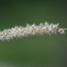 Melica ciliata - Photo (c) Tig, todos los derechos reservados