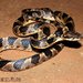 Banded Cat-eyed Snake - Photo (c) elson, all rights reserved, uploaded by Elson Meneses Pelayo