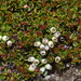 Gaultheria nubicola - Photo (c) David Lyttle, όλα τα δικαιώματα διατηρούνται, uploaded by David Lyttle