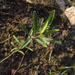 Lippia stoechadifolia - Photo (c) Alfredo Dorantes Euan, todos los derechos reservados, uploaded by Alfredo Dorantes Euan