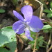 Missouri Violet - Photo (c) Suzette Rogers, all rights reserved