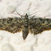 Eupithecia annulata - Photo (c) BJ Stacey, all rights reserved