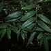 Callisia grandiflora - Photo (c) Alfredo Dorantes Euan, todos los derechos reservados, subido por Alfredo Dorantes Euan