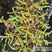 Antitrichia curtipendula - Photo (c) mossy, todos los derechos reservados