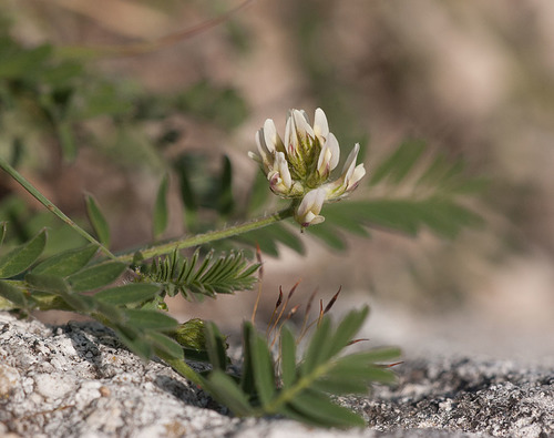 Astragalus pelecinus · iNaturalist