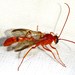 Eremotylus - Photo (c) Jay Keller, todos los derechos reservados, subido por Jay Keller