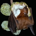 Old World Fruit Bats - Photo (c) chetan_gharat, all rights reserved