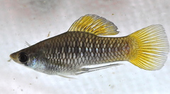 Image of Phallichthys amates